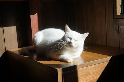Cara Cat Cafe