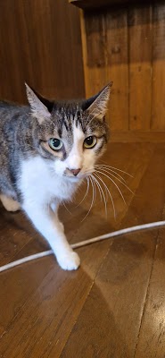 Cara Cat Cafe