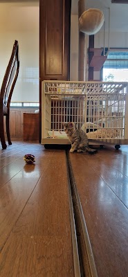 Cara Cat Cafe